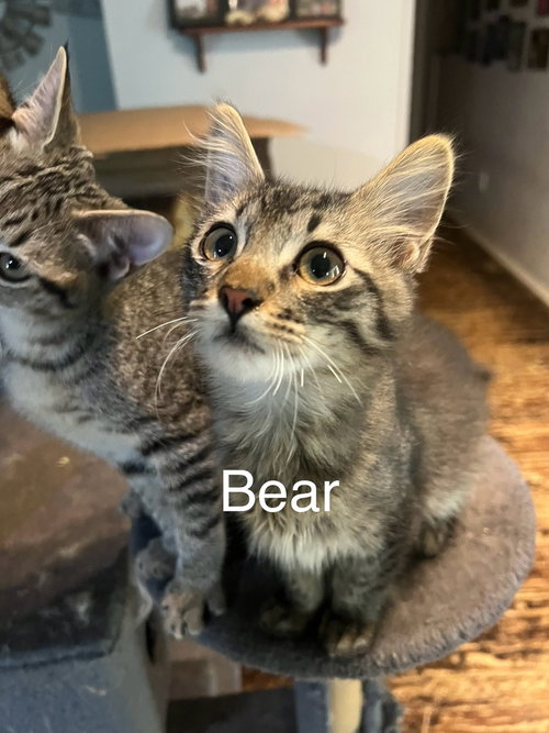 Photo 2 of Bear