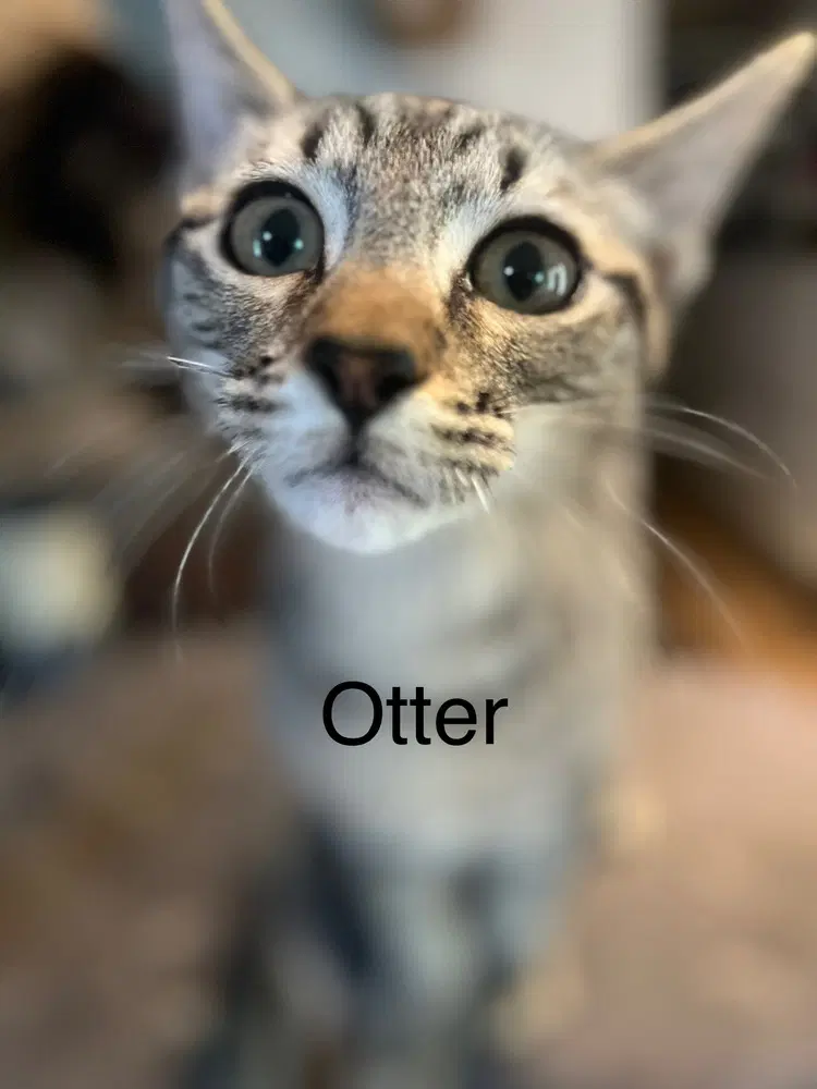 Otter - Domestic Short Hair