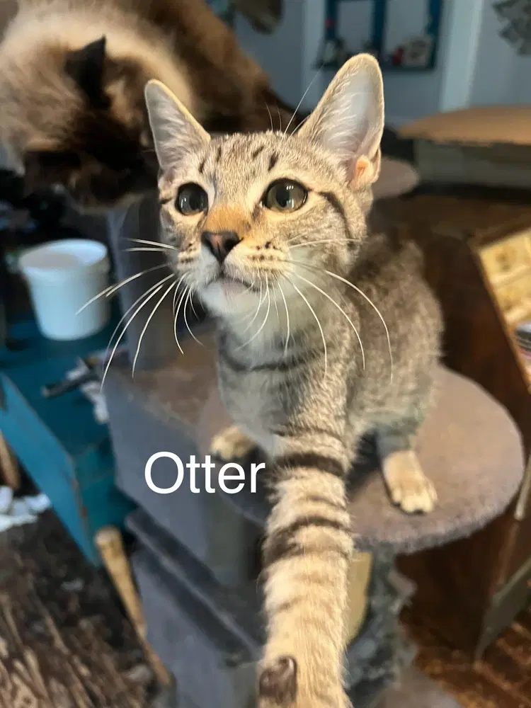 Otter image 2