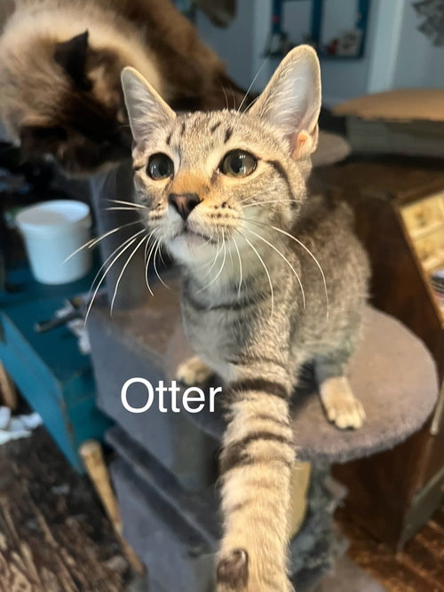 Photo 2 of Otter