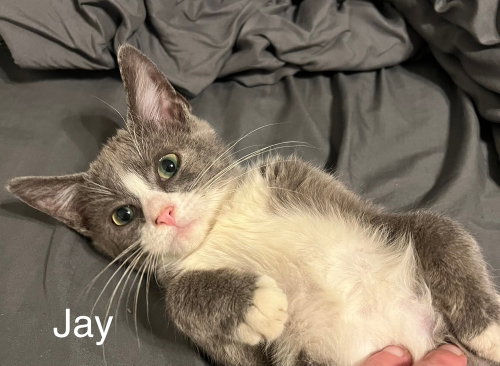 Jay, a cat for adoption from ArkanPaws Animal Rescue