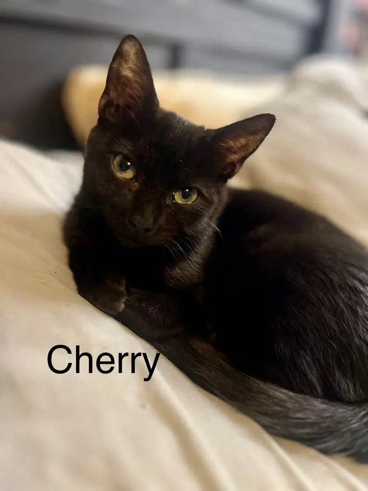 Cherry - Domestic Short Hair