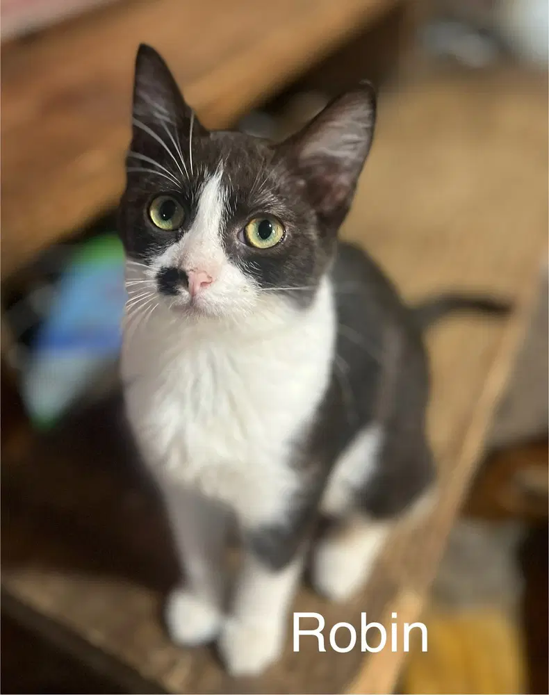 Robin - Domestic Short Hair