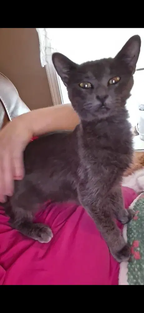 Storm - Russian Blue