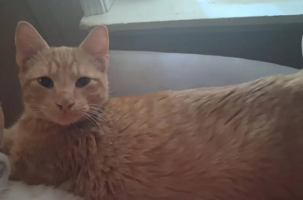Blaze - Domestic Medium Hair