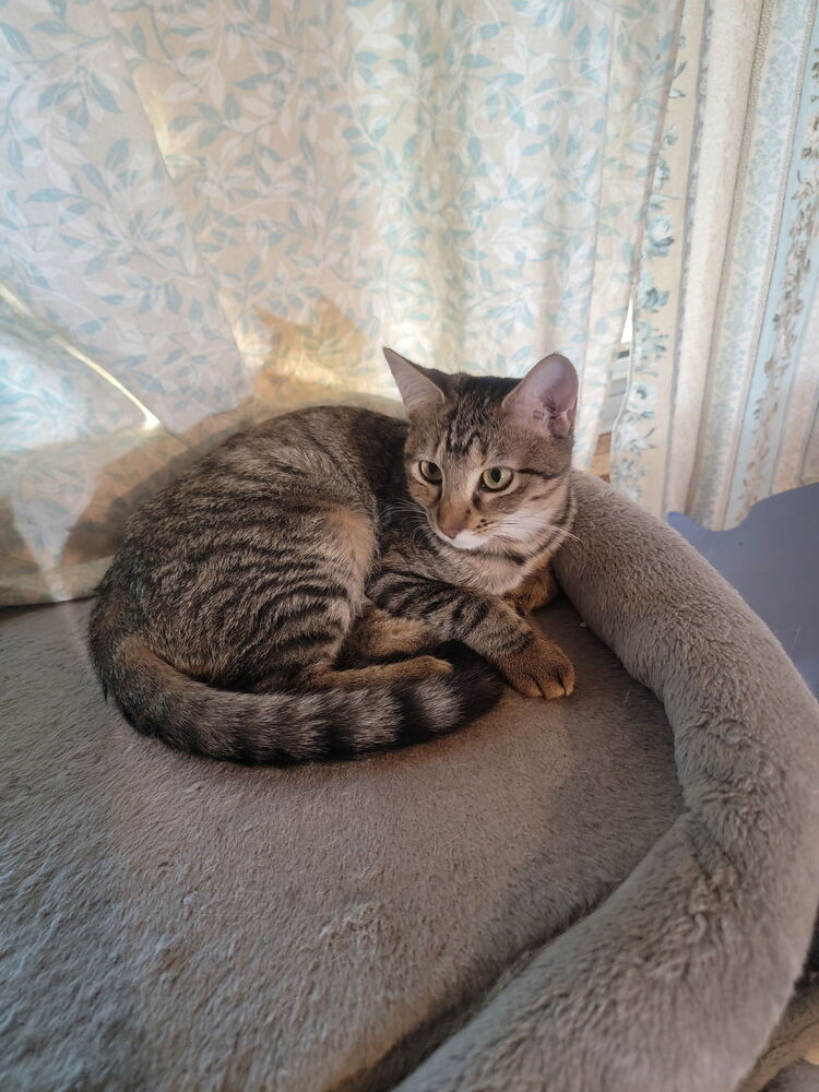 Kat
