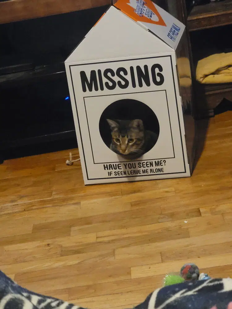 Kat image 2