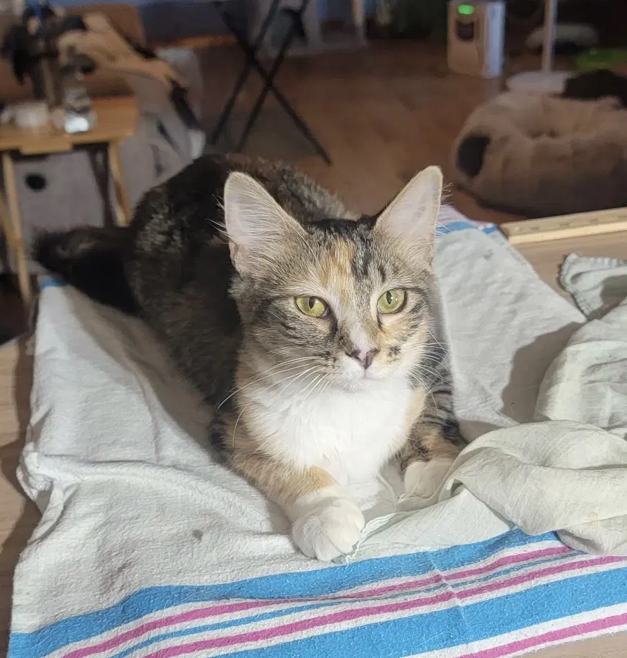 Kit - Calico