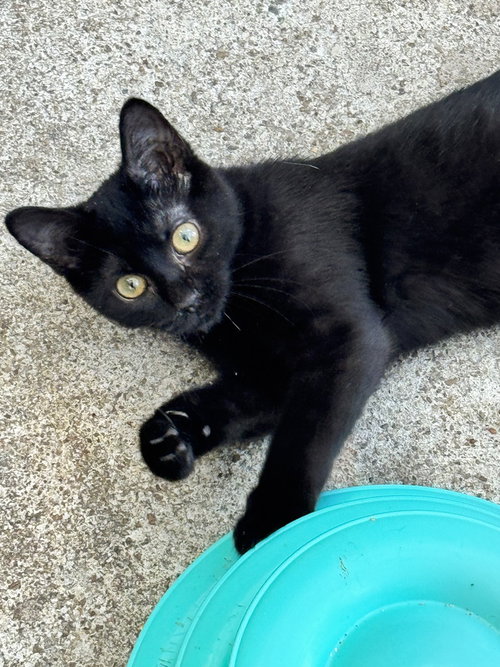 Bonbon, a cat for adoption from ArkanPaws Animal Rescue