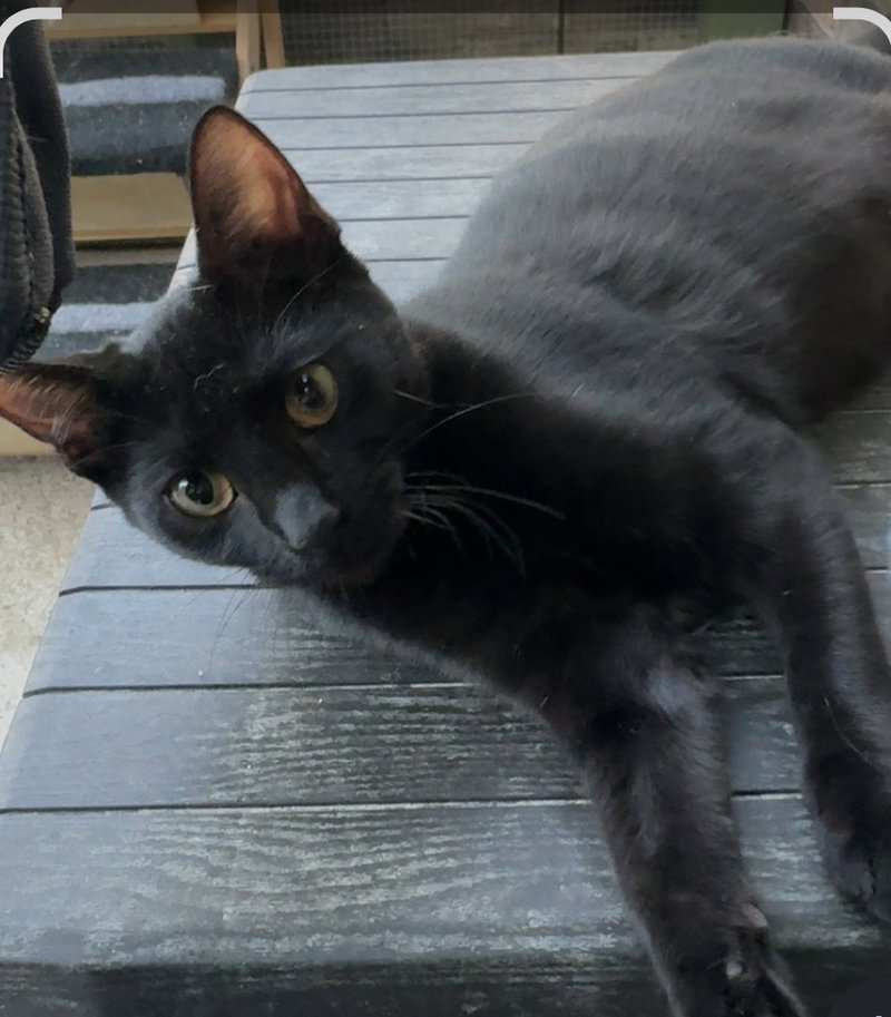 Monica, a female Bombay kitten up for adoption