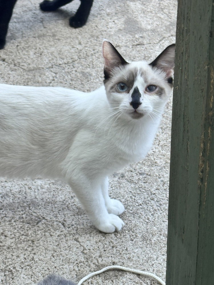 Dolly Purrton, Snowshoe
