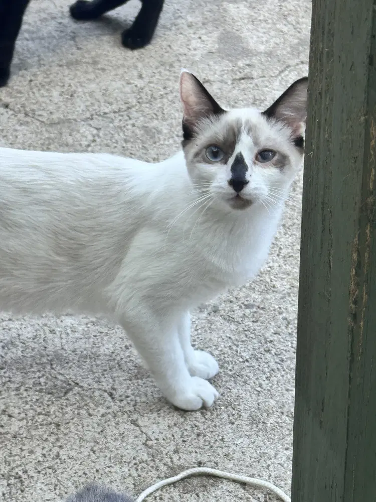 Dolly Purrton - Snowshoe