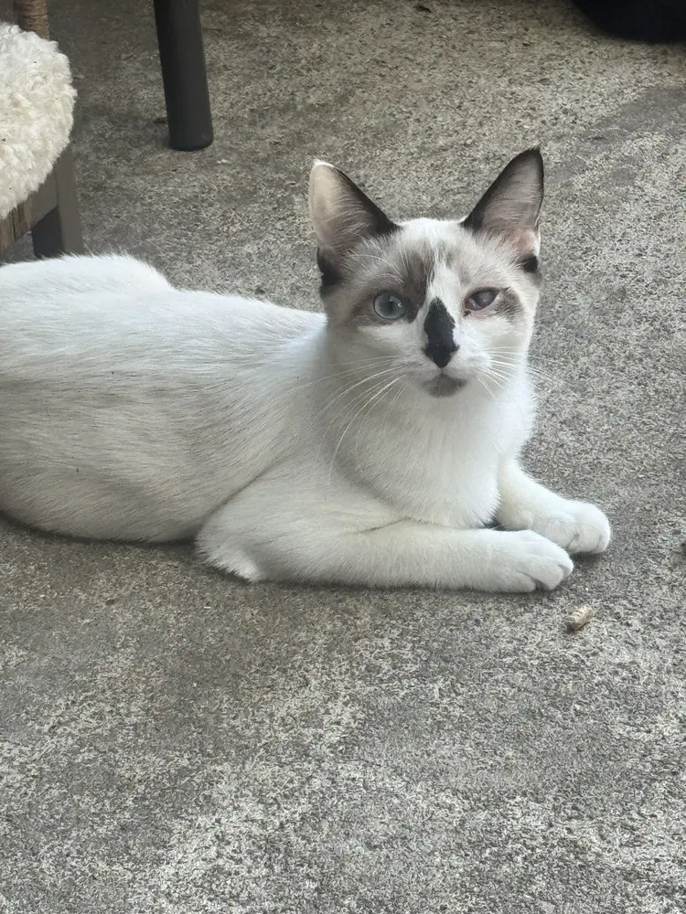 Dolly Purrton image 2