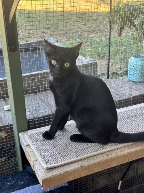Joey, a cat for adoption from ArkanPaws Animal Rescue