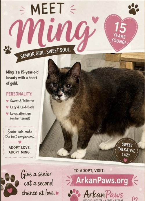 Ming, a cat for adoption from ArkanPaws Animal Rescue