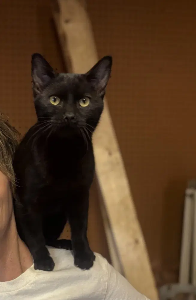 Bach - Domestic Short Hair