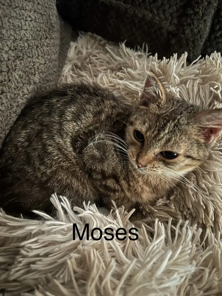 Moses image 2