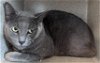 adoptable Cat in salisbury, NC named BO