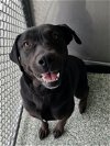 adoptable Dog in , NC named DAPHNE