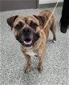 adoptable Dog in salisbury, NC named BONES