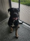 adoptable Dog in  named STELLA