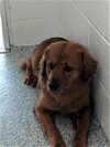 adoptable Dog in salisbury, NC named BENJAMIN