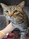 adoptable Cat in salisbury, NC named SCAR(TANK)