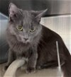 adoptable Cat in salisbury, NC named FLUFFY