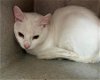 adoptable Cat in salisbury, NC named BLANCO