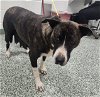 adoptable Dog in salisbury, NC named ESTRELLA