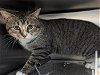 adoptable Cat in salisbury, NC named BOLT