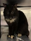 adoptable Cat in salisbury, NC named BAGGER