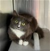 adoptable Cat in salisbury, NC named CONFETTI