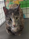 adoptable Cat in salisbury, NC named MISSY