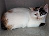 adoptable Cat in salisbury, NC named MOMCAT
