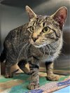 adoptable Cat in salisbury, NC named MILDRED