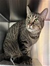 adoptable Cat in salisbury, NC named MILO