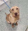 adoptable Dog in salisbury, NC named NAOMI