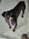 adoptable Dog in salisbury, NC named OREO