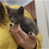 adoptable Cat in salisbury, NC named LIBRA