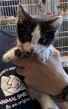 adoptable Cat in salisbury, NC named ALESSANDRA