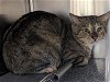 adoptable Cat in salisbury, NC named BONANZA