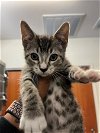 adoptable Cat in salisbury, NC named BOOTS