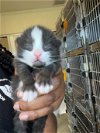 adoptable Cat in salisbury, NC named B2
