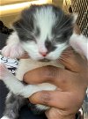 adoptable Cat in salisbury, NC named B3
