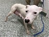adoptable Dog in salisbury, NC named ANNA