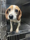 adoptable Dog in salisbury, NC named BINGO