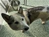 adoptable Dog in salisbury, NC named BELLA