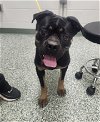 adoptable Dog in  named ROGUE