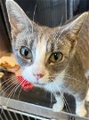 adoptable Cat in salisbury, NC named BAT GIRL